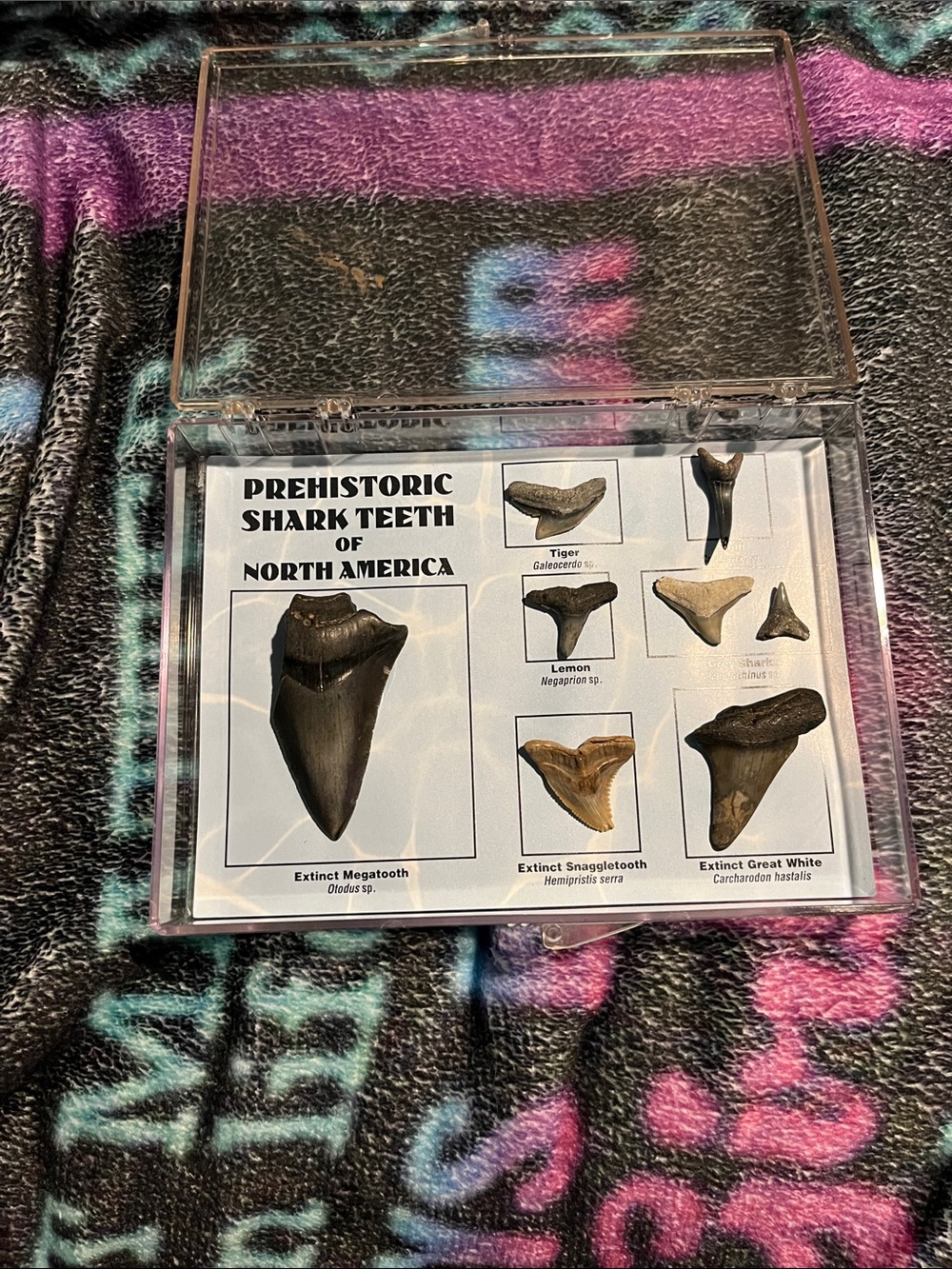Prehistoric Shark Teeth Display Collection - Black and Brown